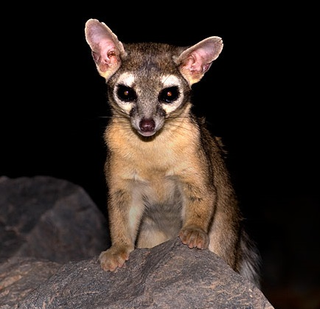 Illustration for article titled Why This Critter Was The Must-Have Pet For Gold Miners